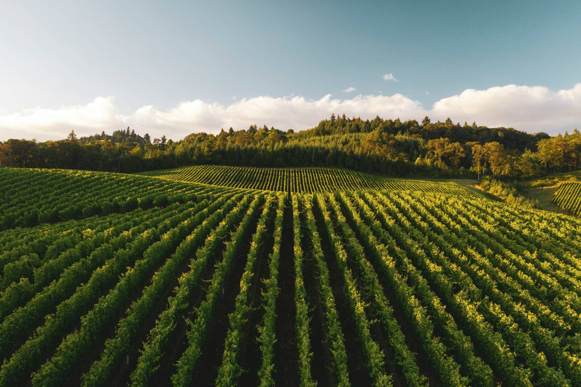Vinoartis